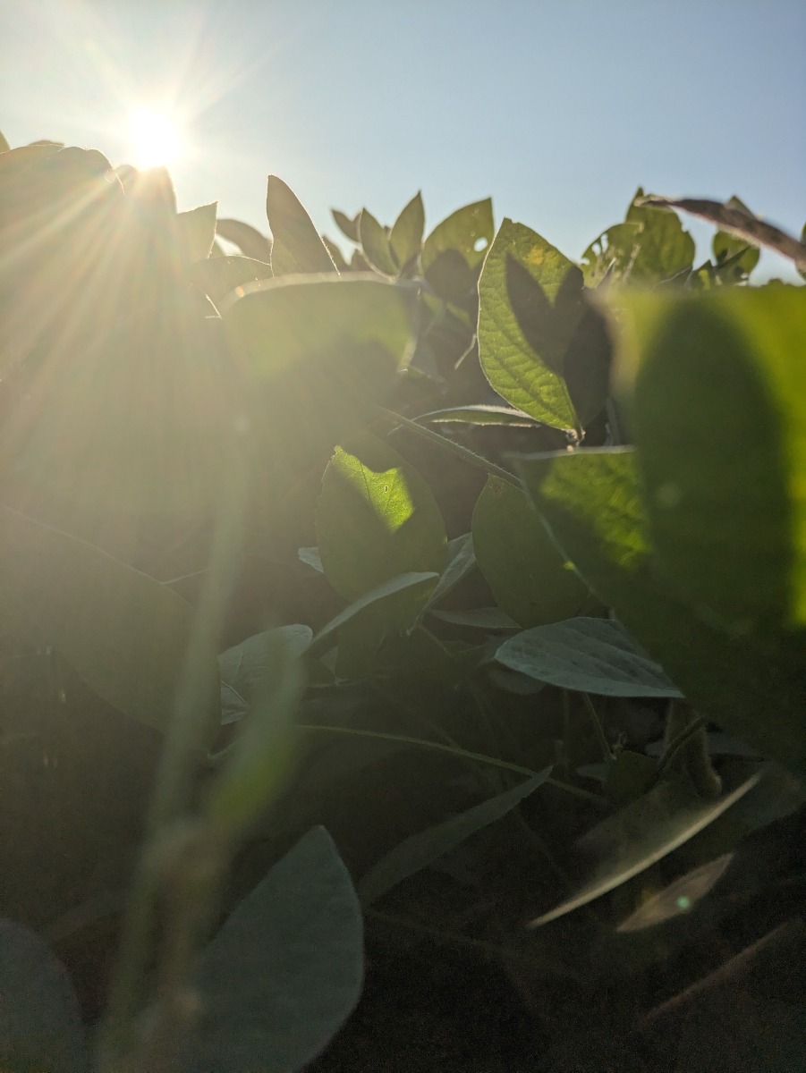 Leaves1
