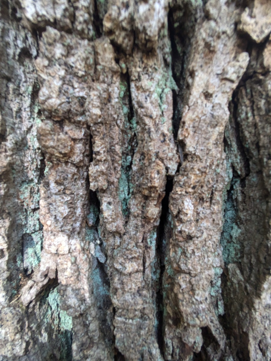 TreeBark