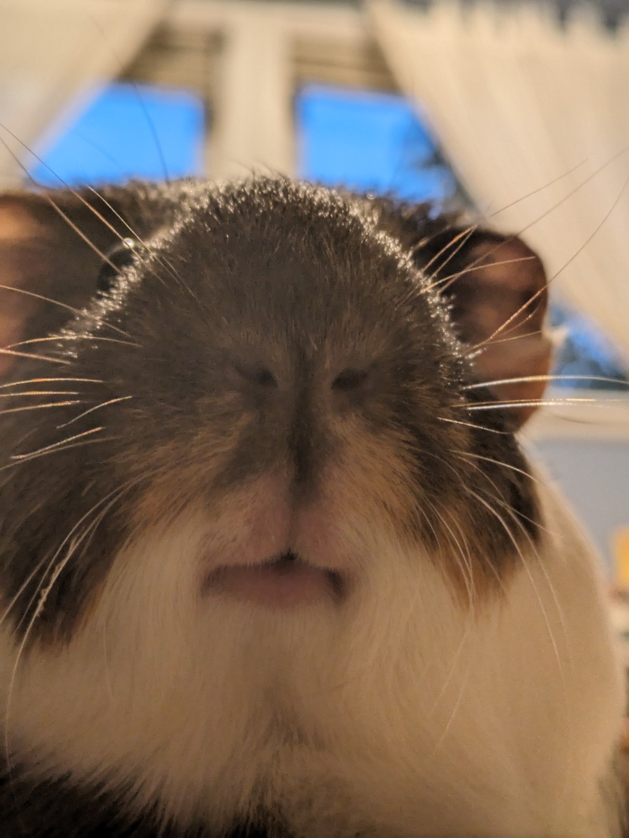 Pig6