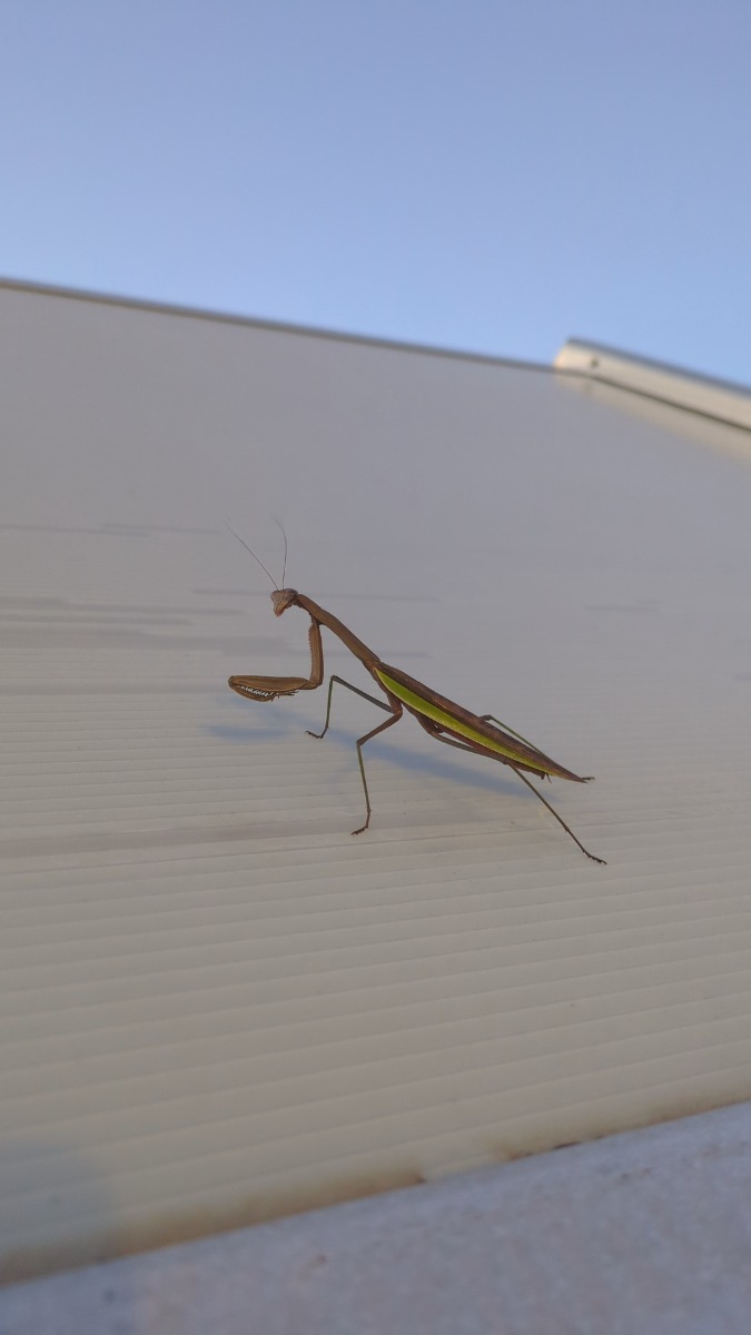 PrayingMantis